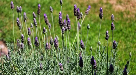 Reasons Your Lavender Plant Is Dying And How To Fix It