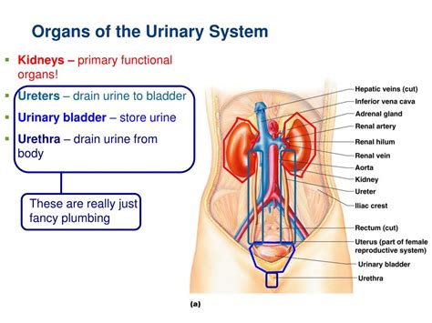 Ppt Organs Of The Urinary System Powerpoint Presentation Free