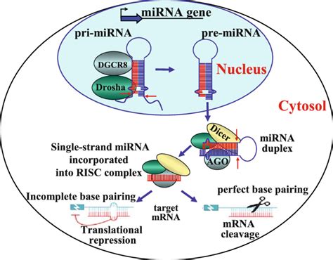 Mirna Production The Initial Product Of A Mirna Gene Is A Long