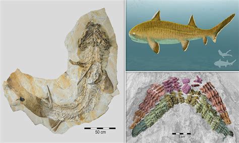 Found Fossils Of 6 Extremely Rare Ancient Shark Species