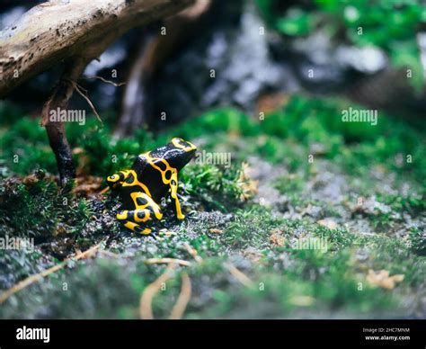 Black frog with bright yellow patterns poisonous Stock Photo - Alamy