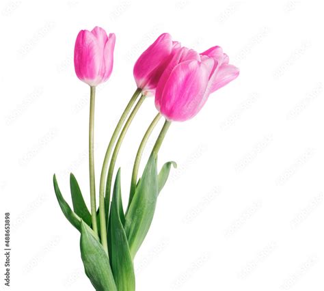 Bouquet of five pink tulips isolated on white background Stock Photo ...