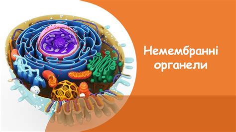 #немембранні_орган... - Біологічна сторінка // Biological page