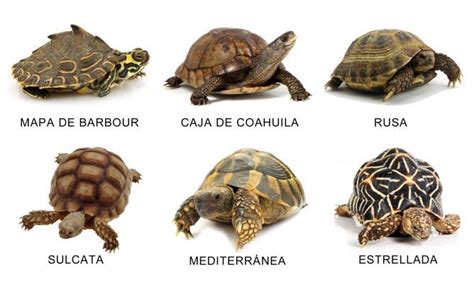 Tortugas Terrestres Hogarmania Tortugas Terrestres Razas De