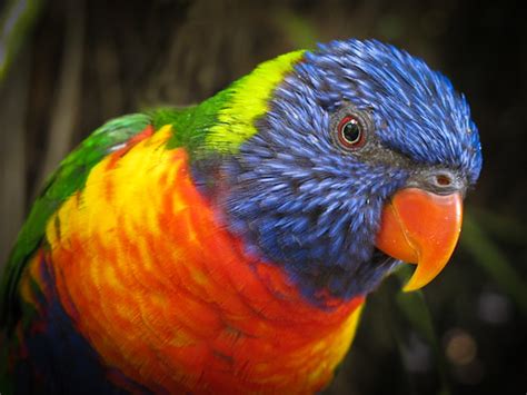 Lorikeet Matt W Flickr