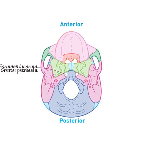 Gross Anatomy Glossary Skull Inferior View Ditki Medical