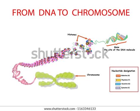 Dna Chromosome Genome Sequence Telo Mere Stock Vector Royalty Free