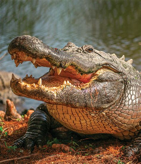 Gatorland - Orlando Style Magazine - The Luxury Lifestyle