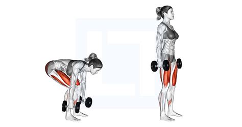 Dumbbell Deadlift - Guide, Benefits, and Form