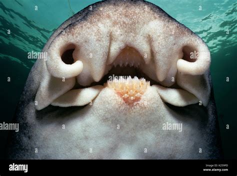 Mouth Of Port Jackson Shark Heterodontus Portusjacksoni Perth Stock