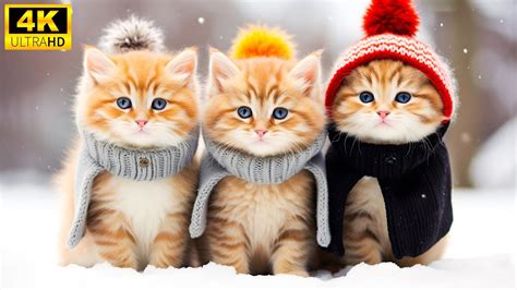 Young Cute Animal Winter Wonderland With Relaxing Musiccolorfully