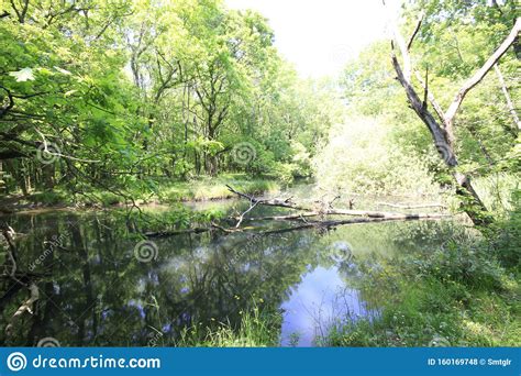 Nationaal Park Igneada Longoz Forests Turkije Stock Foto Image Of