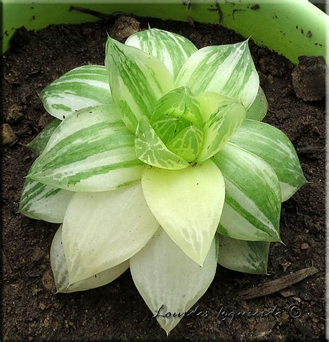 Suculentas En Venta Haworthia Cymbiformis Variegata