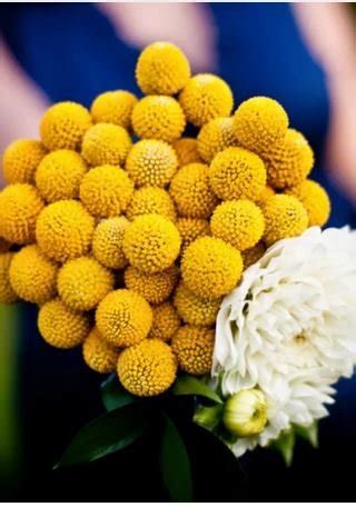 100 Seeds Craspedia Globosa Seeds Yellow Drumstick Perennial Billy Buttons