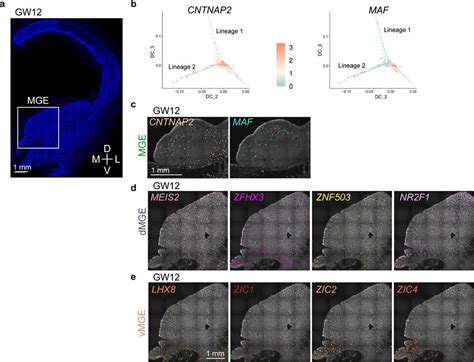 Expression Patterns Of Medial Ganglionic Eminence Mge Specific Genes