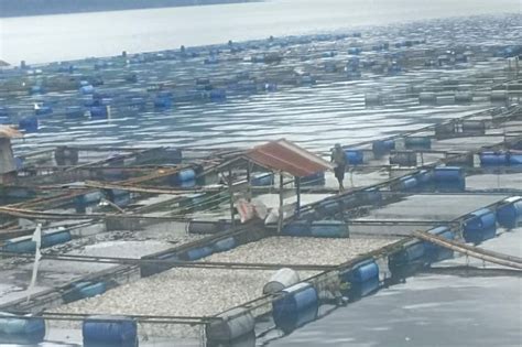 Kerugian Petani Danau Maninjau Rp1 26 Miliar Akibat Kematian Ikan