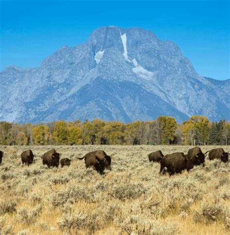 Yellowstone Vacations For Seniors Authentic America