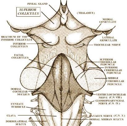 function of the superior colliculus - Captions Prince