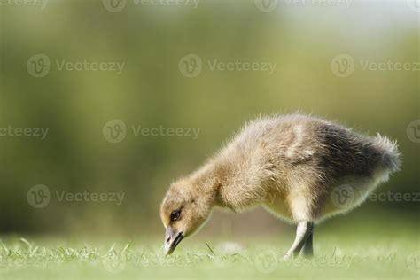 Greylag Goose 717142 Stock Photo at Vecteezy