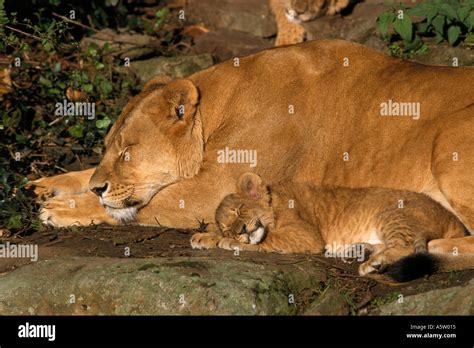 lioness with lion cub - sleeping / Panthera leo Stock Photo - Alamy