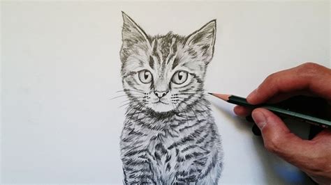 Aprende Cómo Dibujar Un Gato Realista Paso A Paso 🐱😀 Youtube