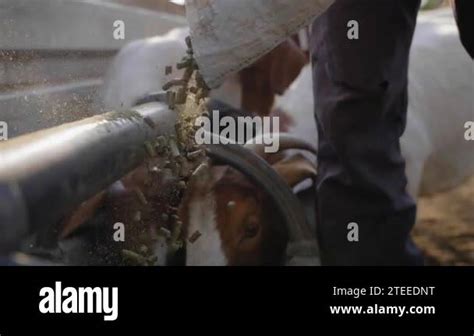 Close Up Of Goat Feed Pouring While Goats Eat From Trough Stock Video