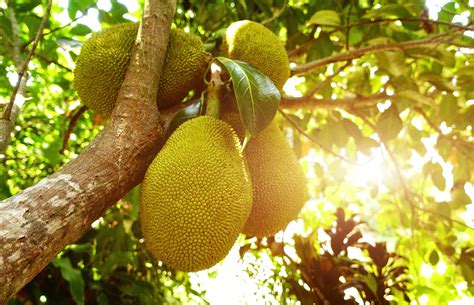 A complete guide to jackfruit | lovefood.com