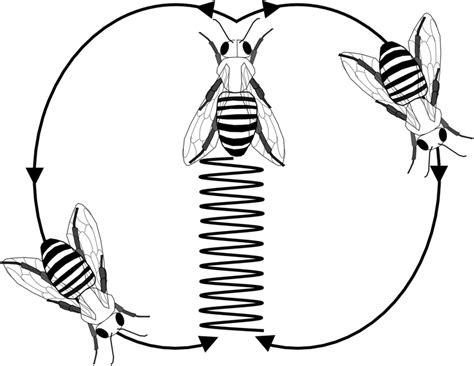 Diagram Of The Waggle Dance The Dancer Performs A Repeated Figure