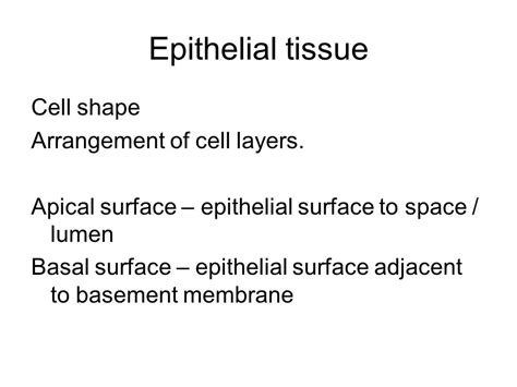 Tissue Slide Epithelial Tissue Cell Shape Arrangement Of Cell Layers Apical Surface