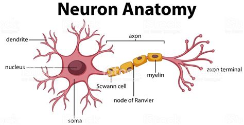 Parts Of The Neuron Diagram Quizlet