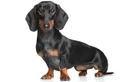 12 Small Guard Dogs | Best Small Dog Breeds To Protect You