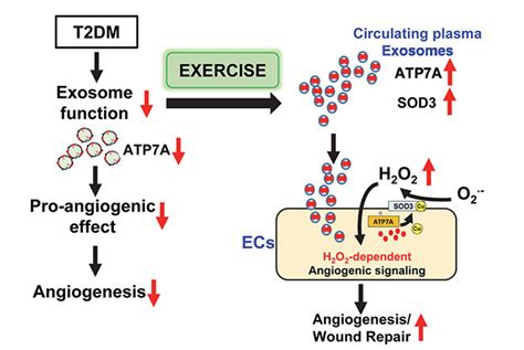 Exercise Improves Angiogenic Function Of Circulating Exosomes In Type 2