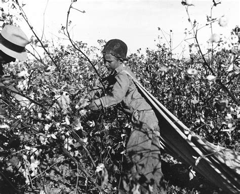 Arizona Cotton Harvest 1940 Photograph Arizona Kingdom Of Heaven