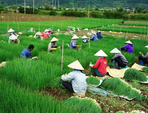 Vietnamese Farmer Harvest Vietnam Onion Farm Editorial Photo Image Of