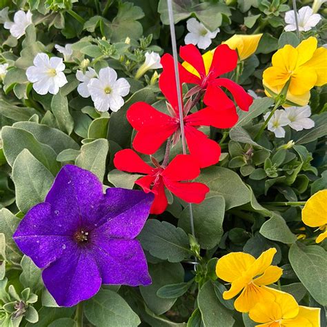 Colorado Basket Colorado Flower Baskets