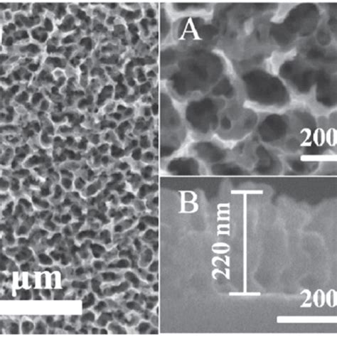 Fe Sem Images Of The Surface Of Nanoporous W Foils Prepared Through Tsa