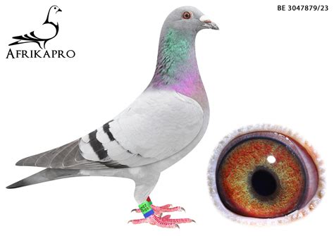 Lot Be Bred By Loft Verstraete Pigeons Sire Be