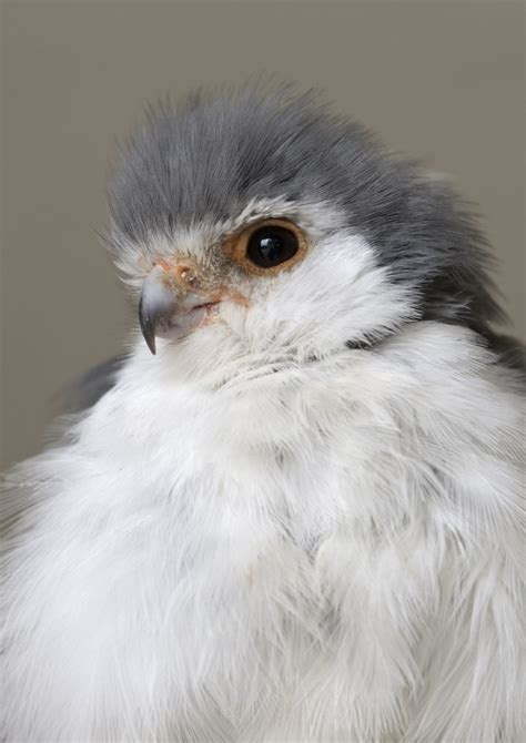 African pygmy falcon - ZooChat