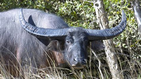 Animals In Kakadu National Park