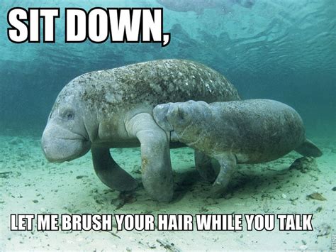 Funny Manatee Quotes Quotesgram