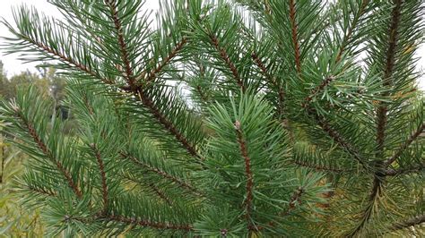 Scotch Pine Pinus Sylvestris Conifers Cold Stream Farm