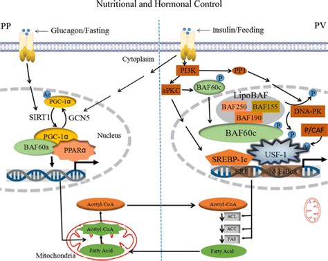 Role Of Baf60abaf60c In Chromatin Remodeling And Hepatic Lipid