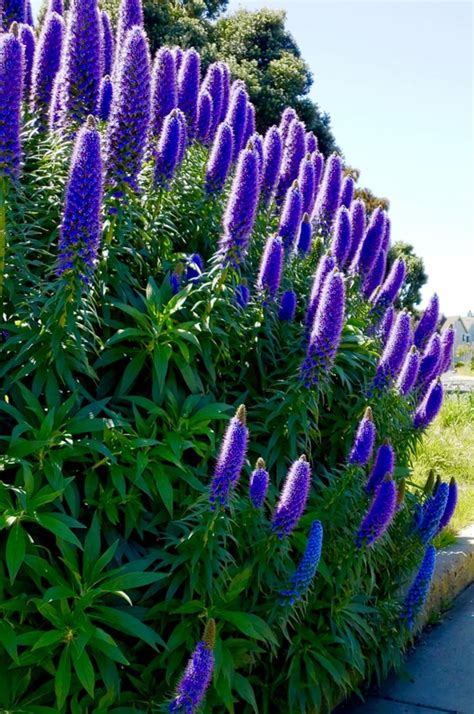 Pin De Marsha Lingle En Flowers Jard N De Flores Plantas Jardin