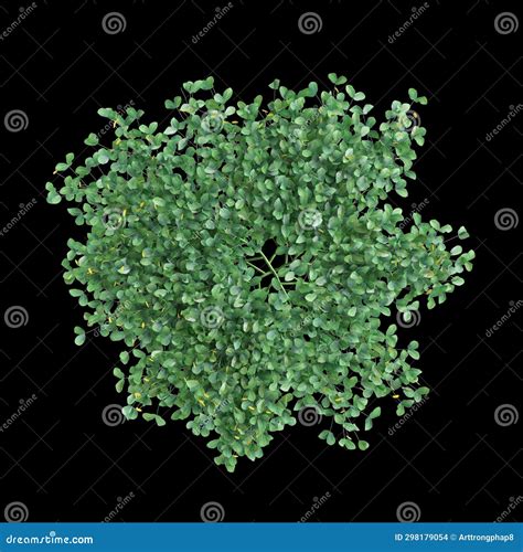 3d Illustration Of Arachis Pintoi Bush Isolated On Black Baclground