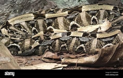 Gaboon Viper Snake In A Natural Terrarium Bitis Gabonica Species From