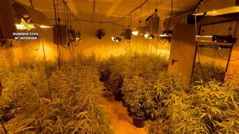 La Guardia Civil Desmantela Dos Puntos De Cultivo Elaboraci N Y Venta