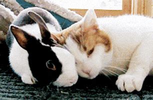 Cat Kiss GIF - Find & Share on GIPHY