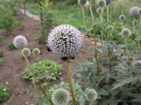 Echinops Tienschanicum X 10 Seeds Globe Thistle