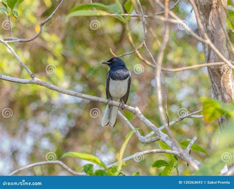 Beautiful Male Oriental Magpie-Robin on the Bamboo Pole, Magpie Robin ...