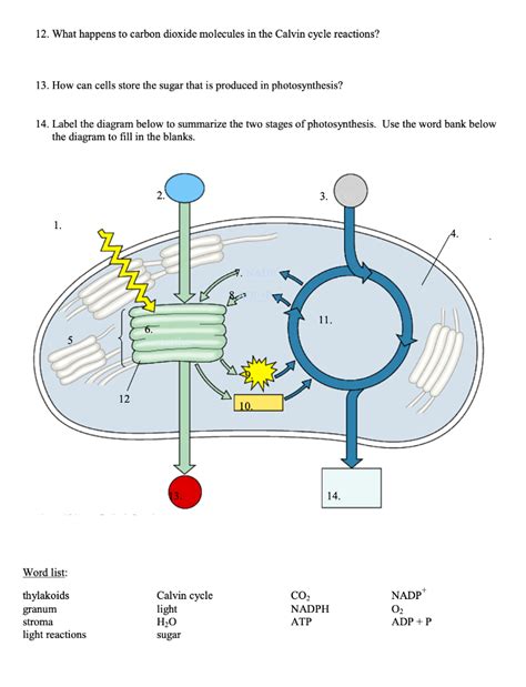 Solved Photosynthesis Worksheet What Is The Overall Chegg